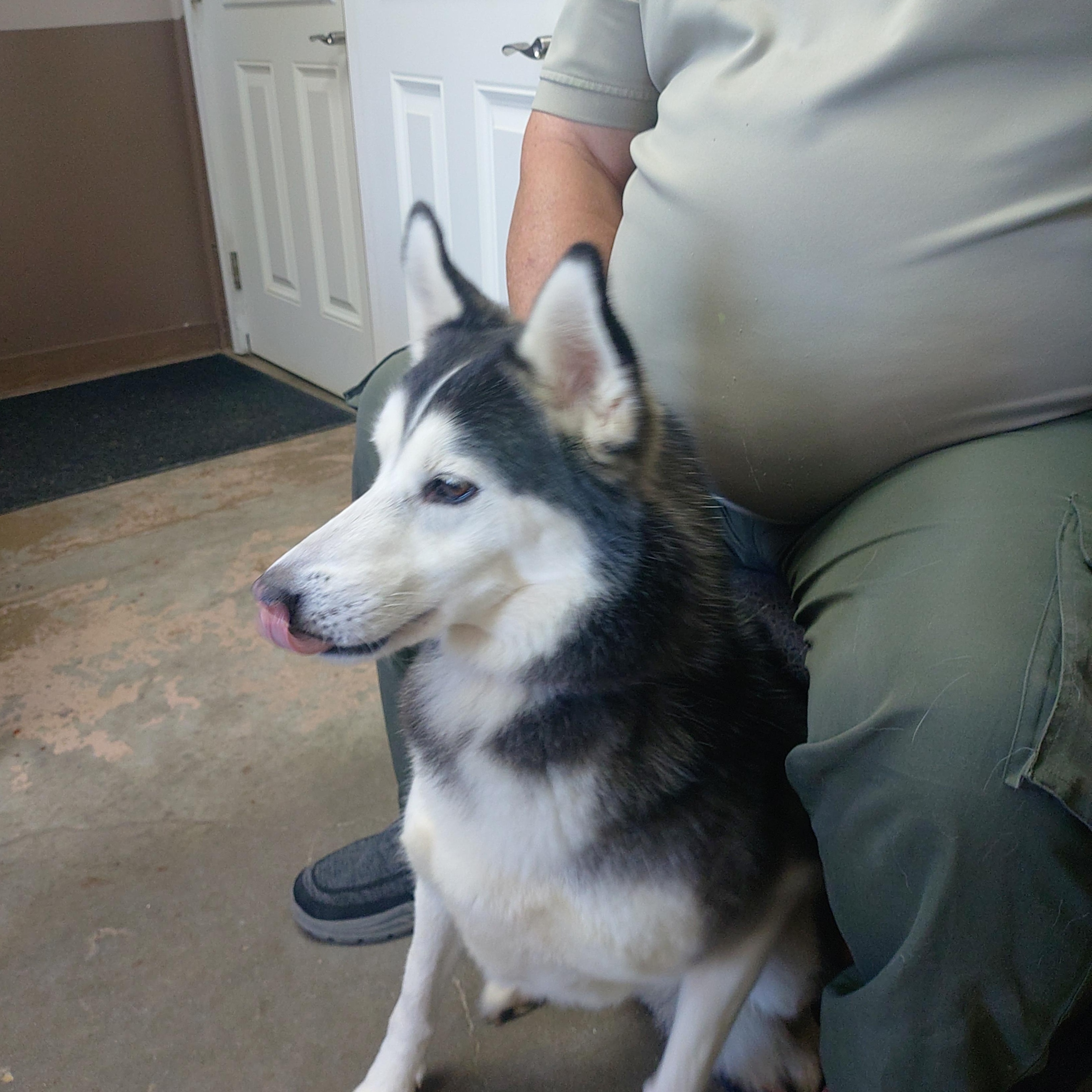 26-118, Adoptable, Adult Female Husky.