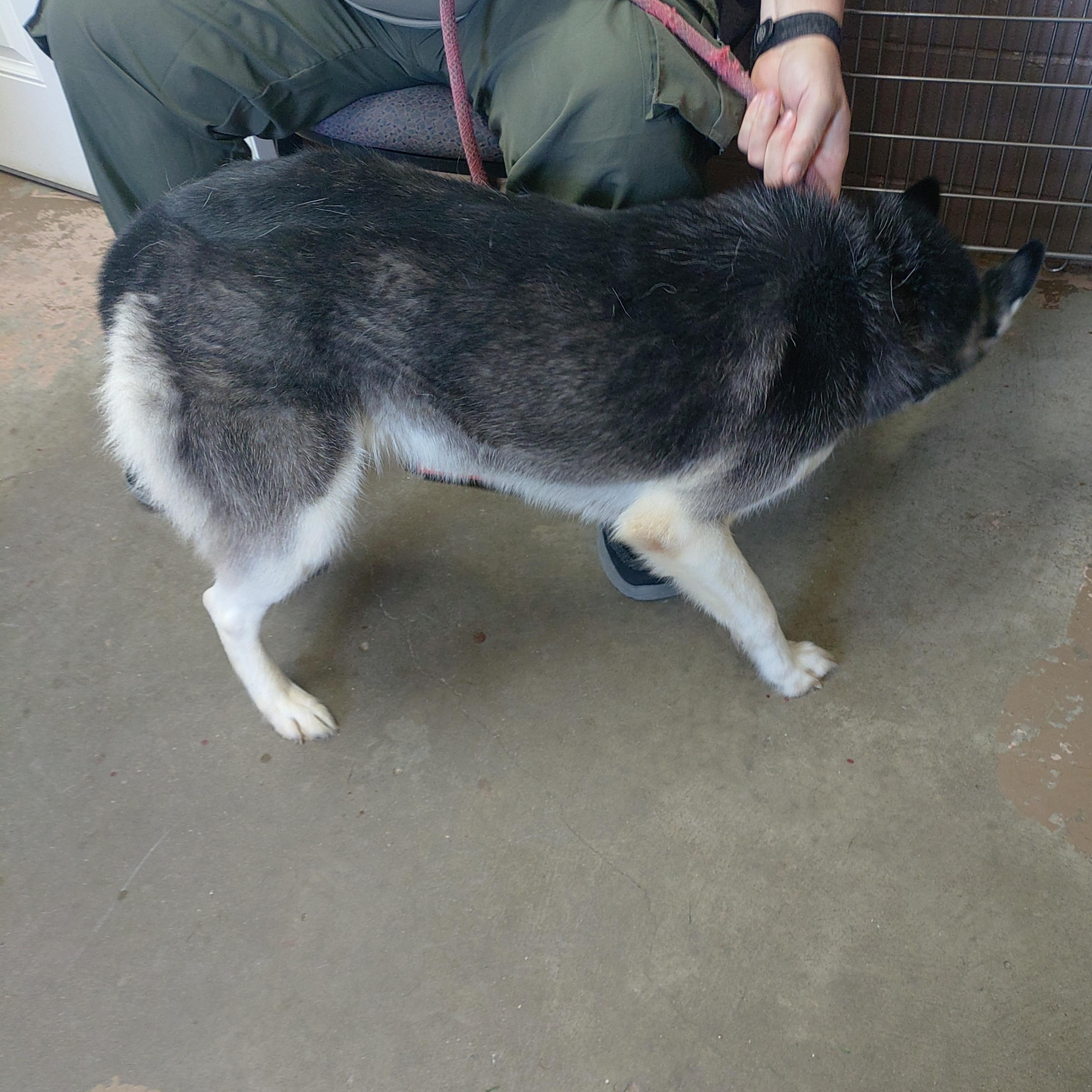 Enlarge 26-118, a Adoptable Husky in Carrollton, OH image 2/4