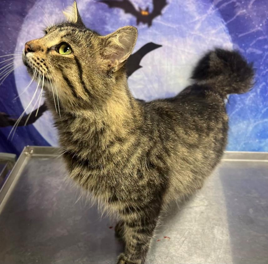 Rescue Only-AC-5412 "Goro" photo
