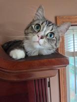 Stella, ADOPTABLE, Adult Female Domestic Long Hair.