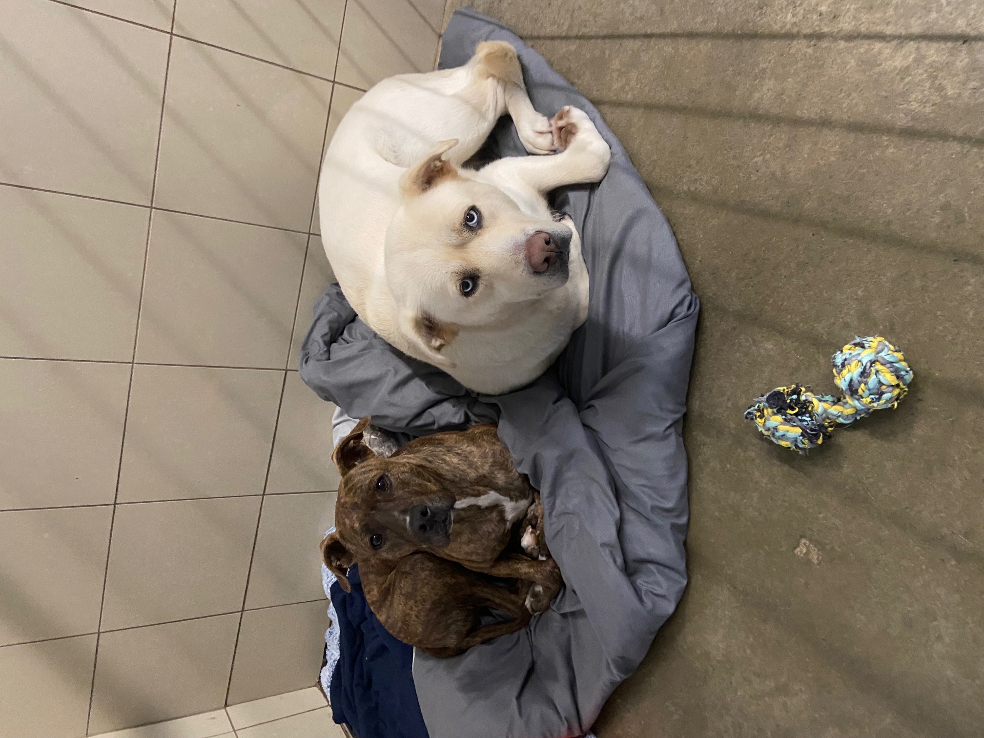 Dog for adoption Penn & Teller, a Labrador Retriever in Seneca, PA