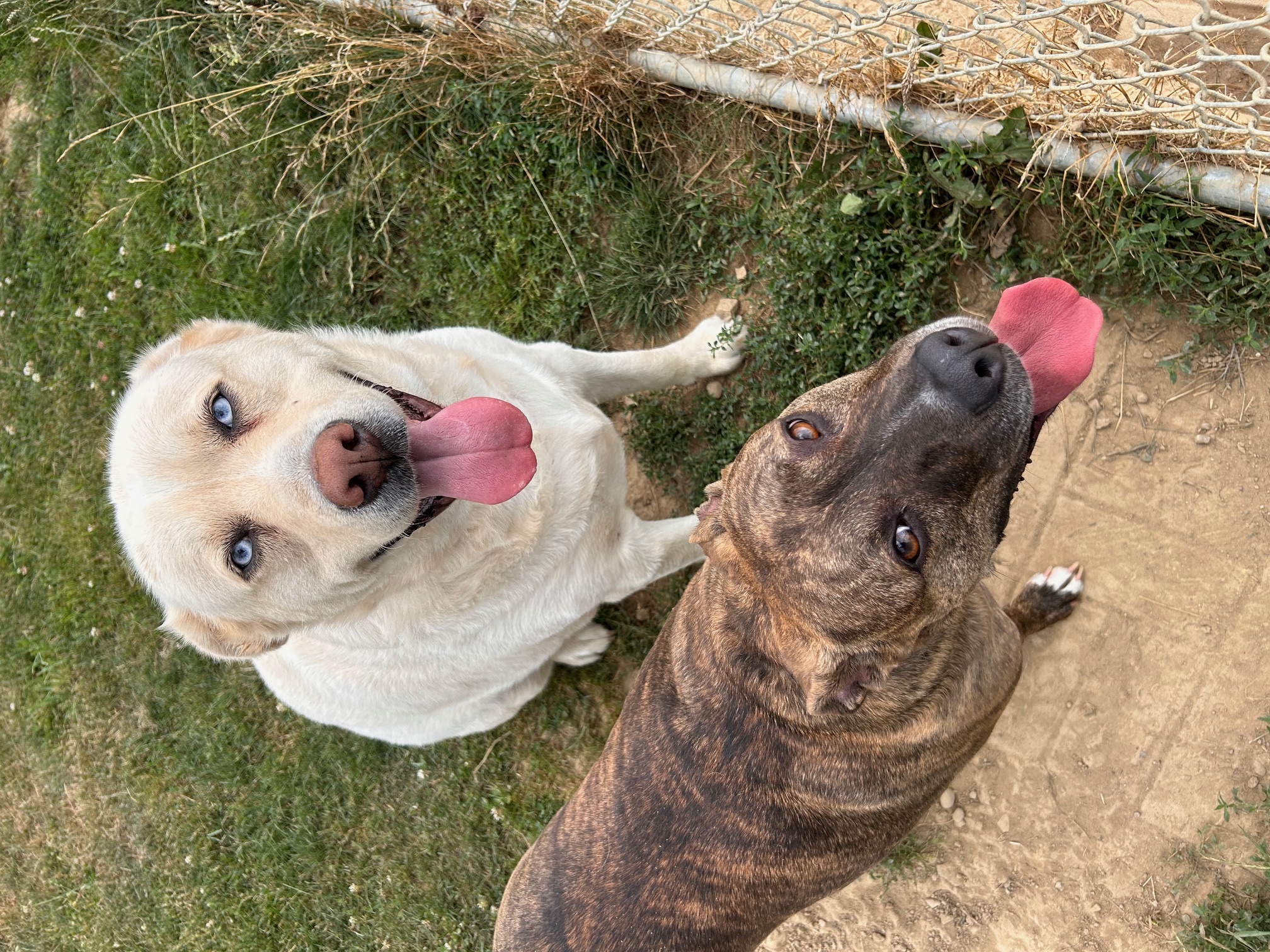 Dog for adoption Penn & Teller, a Labrador Retriever in Seneca, PA