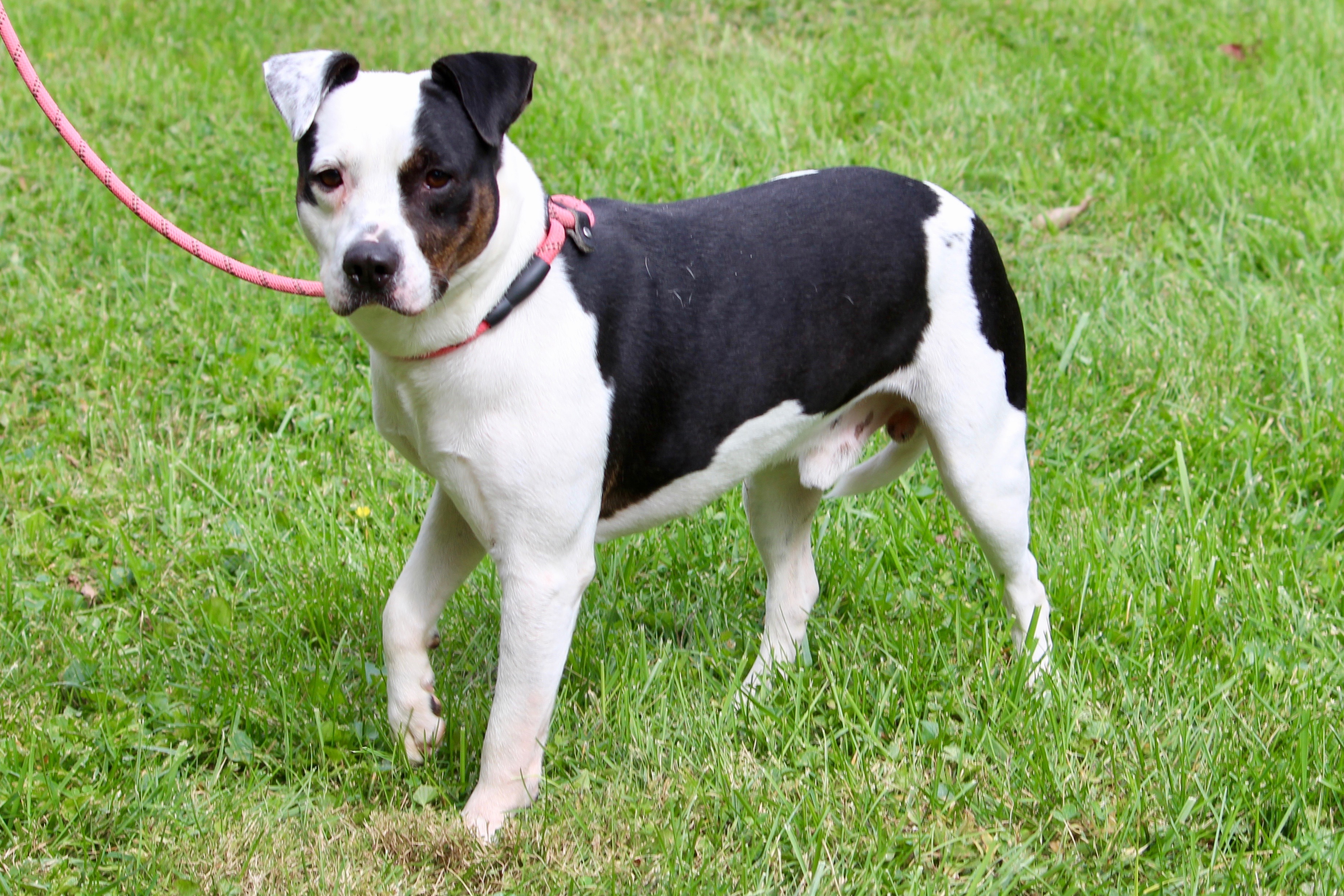 WALLACE, a Adoptable Mixed Breed in Brazil, IN image 1/4
