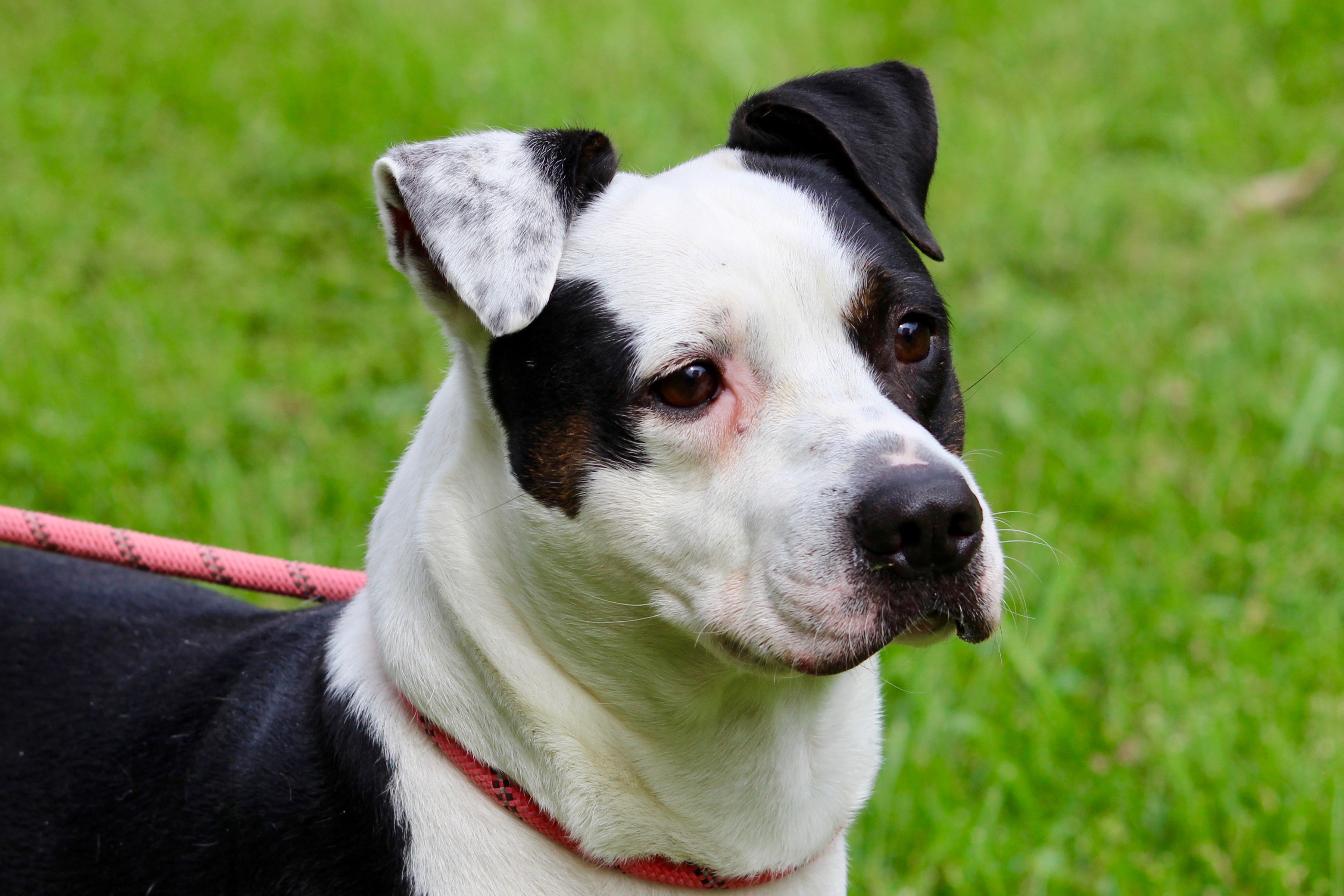 WALLACE, a Adoptable Mixed Breed in Brazil, IN image 2/4