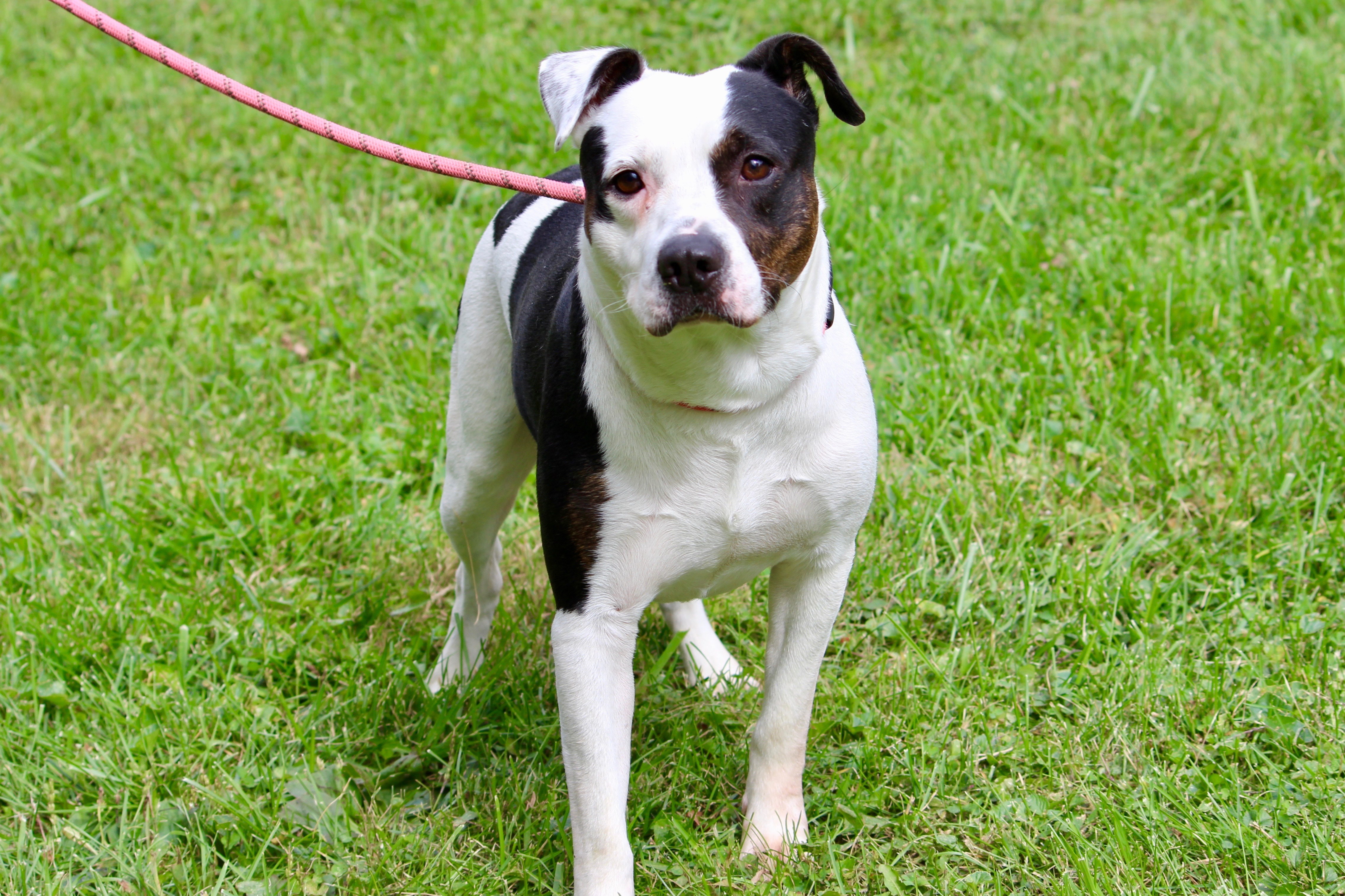 WALLACE, Adoptable, Adult Male Mixed Breed.
