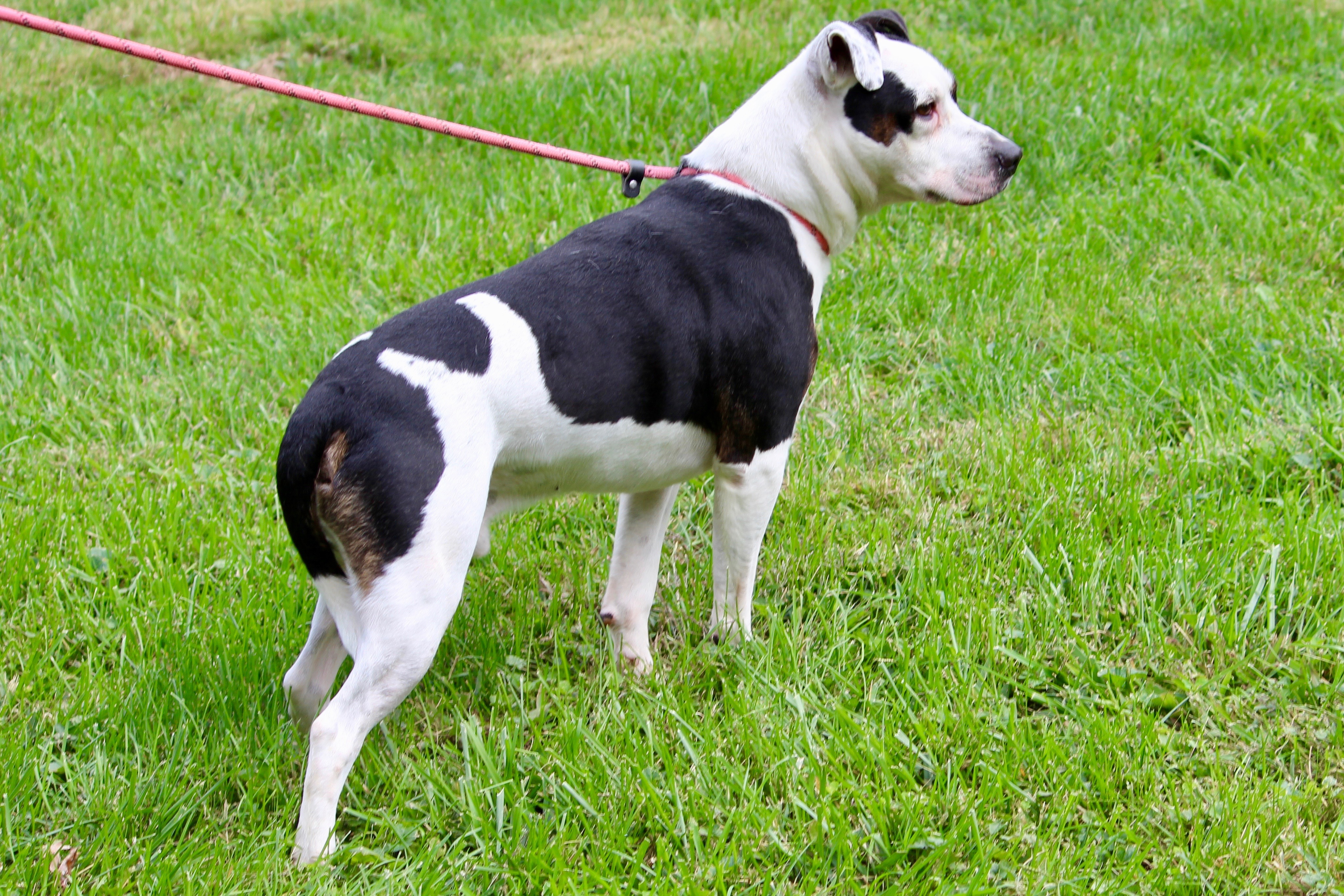WALLACE, a Adoptable Mixed Breed in Brazil, IN image 4/4