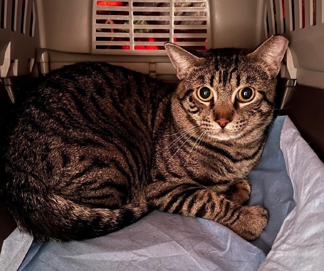 Remy, Adoptable, Young Male Domestic Short Hair.