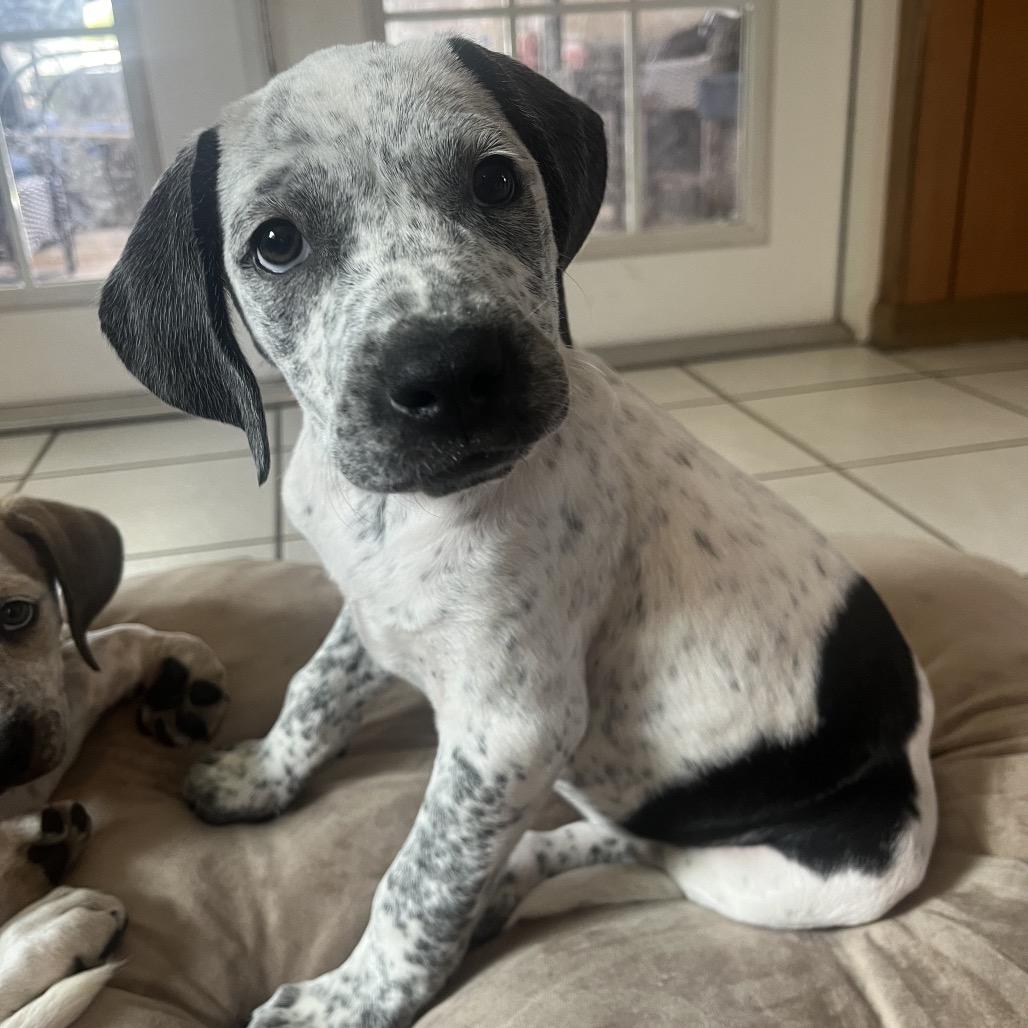 Carrie, Adoptable, Puppy Female Mixed Breed.