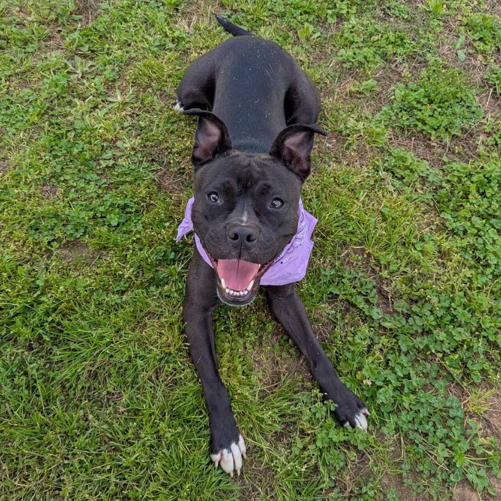 Harriet, Adoptable, Adult Female Mixed Breed.