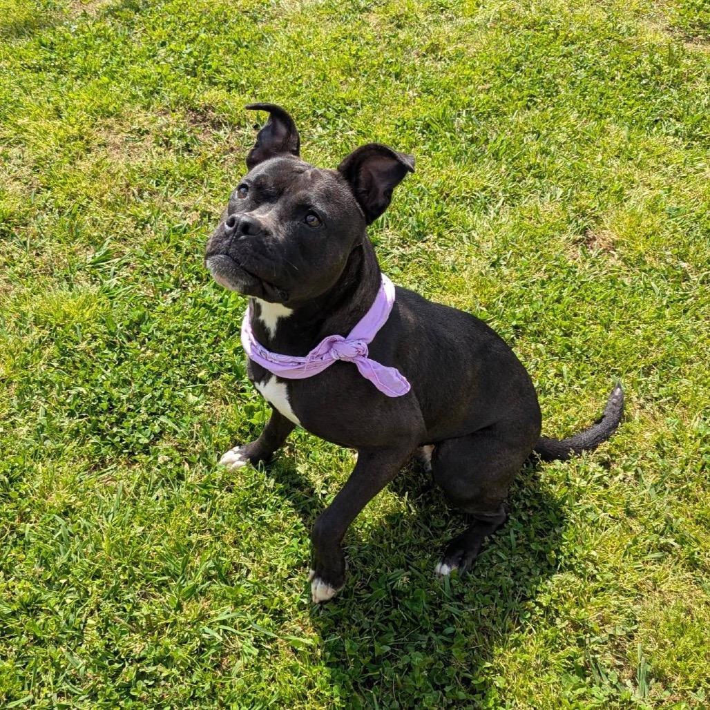 Harriet, a Adoptable Mixed Breed in Columbiana, AL image 2/6