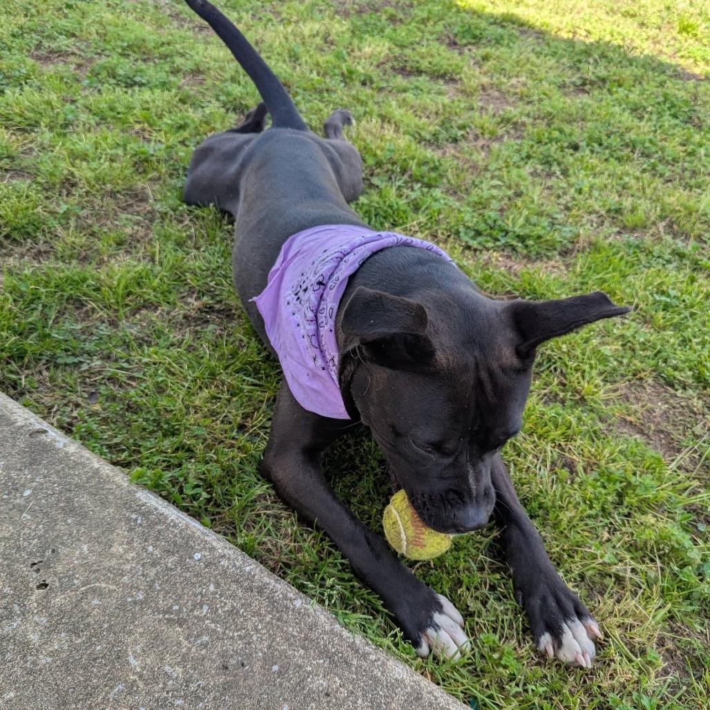 Harriet, a Adoptable Mixed Breed in Columbiana, AL image 3/6