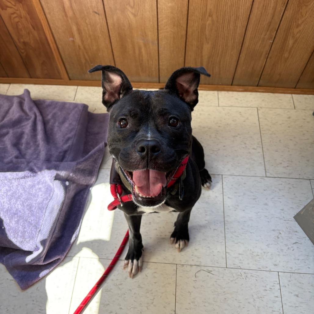 Harriet, a Adoptable Mixed Breed in Columbiana, AL image 4/6