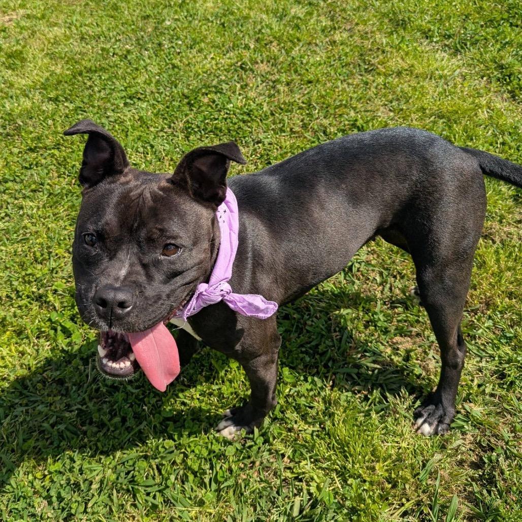 Harriet, a Adoptable Mixed Breed in Columbiana, AL image 5/6