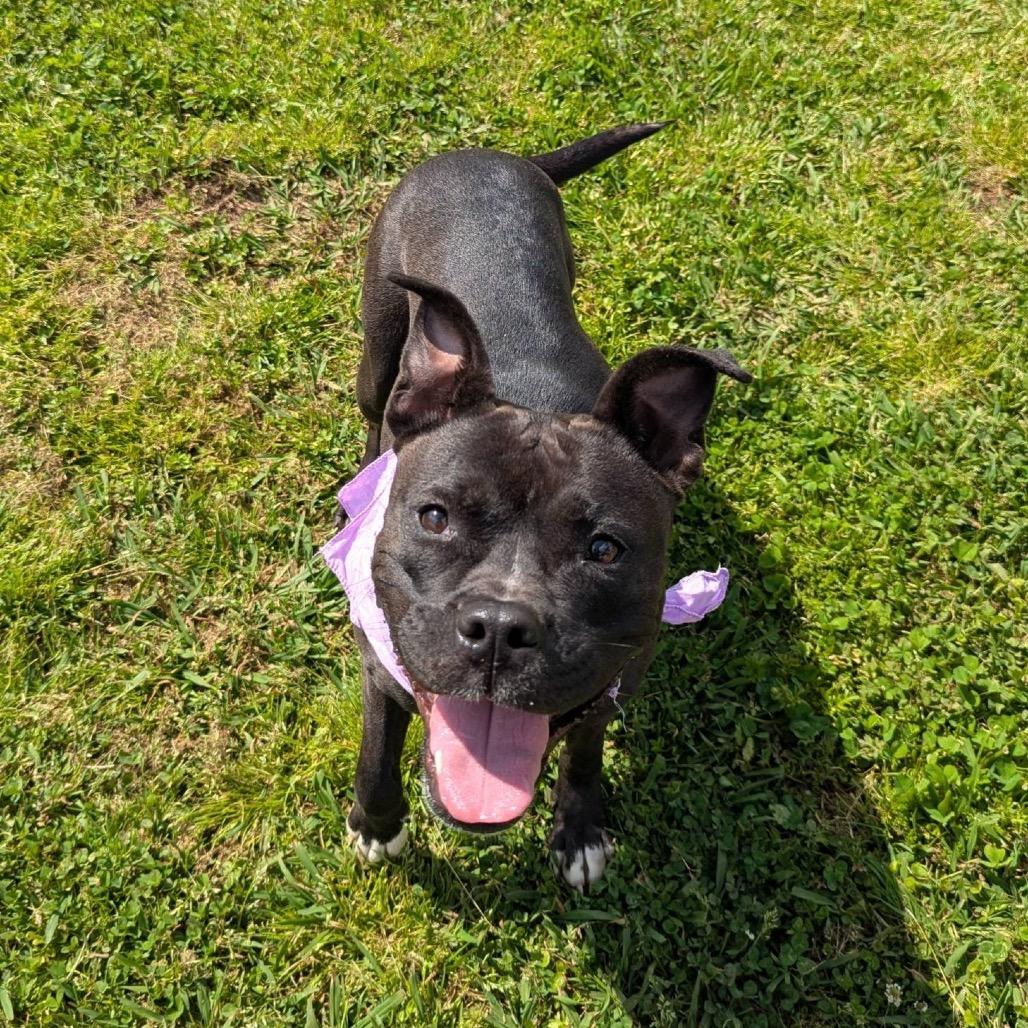 Harriet, a Adoptable Mixed Breed in Columbiana, AL image 6/6