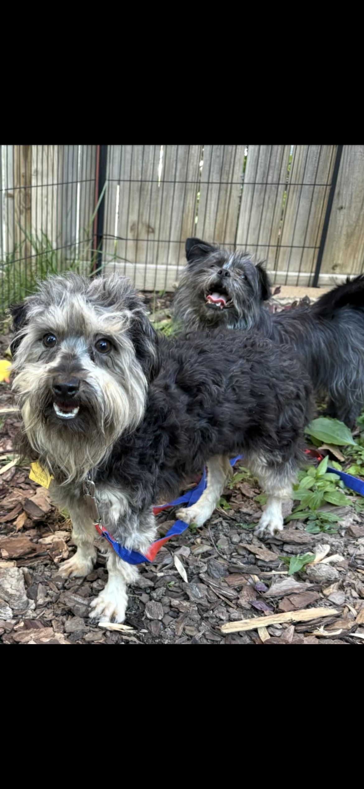 Bradford , ADOPTABLE, Adult Male Yorkie Poo.