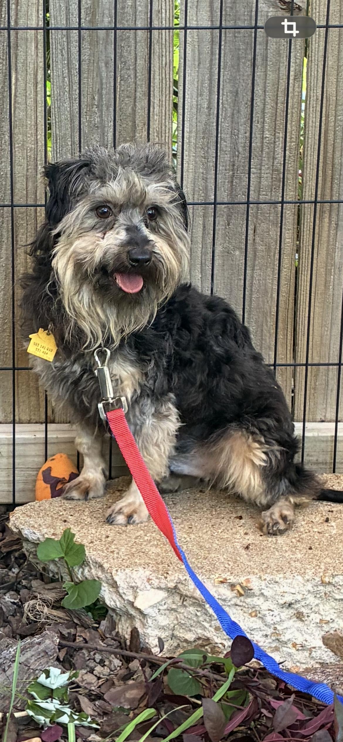Enlarge Bradford , a ADOPTABLE mixed breed in Saint Louis, MO image 2/2