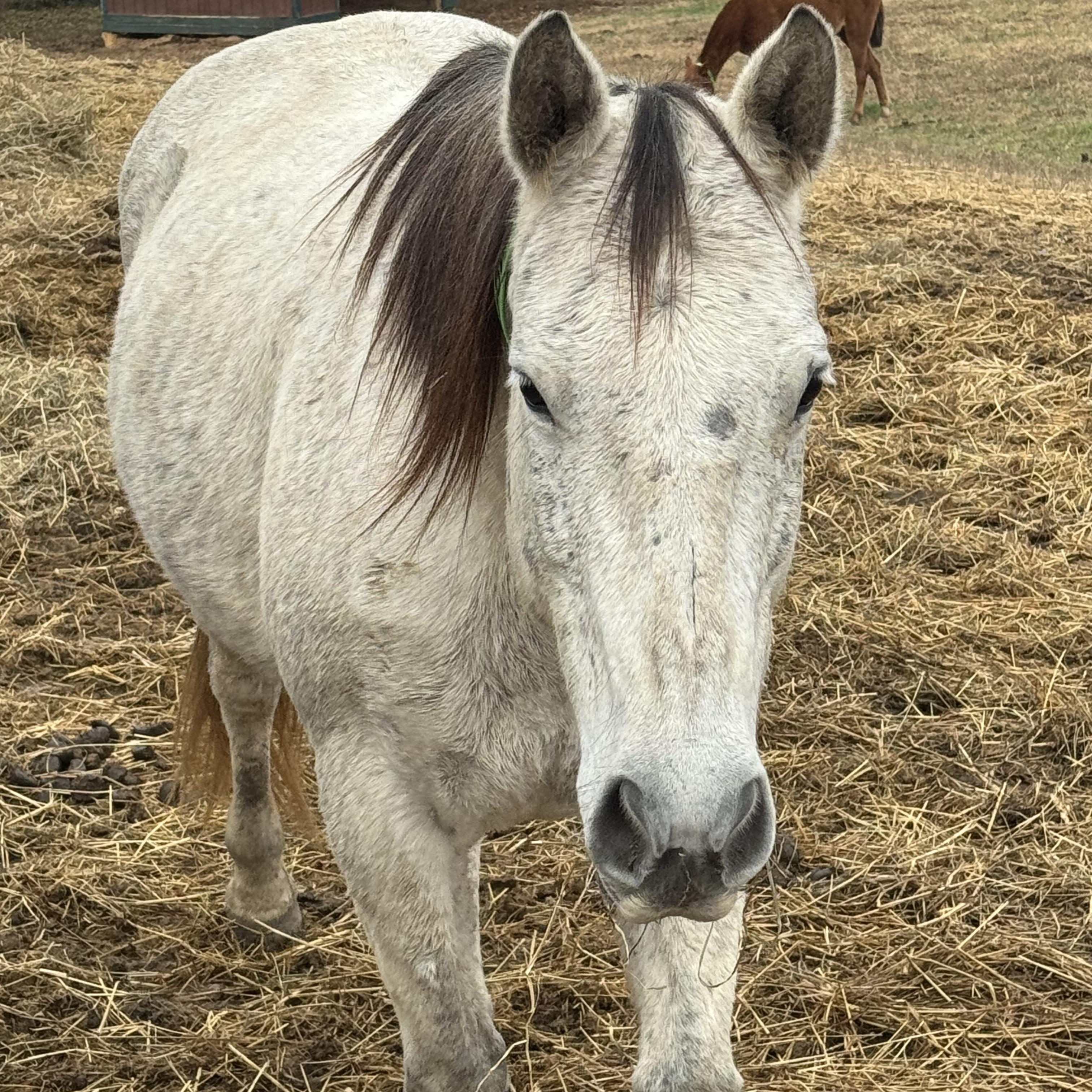 Enlarge Bella, a ADOPTABLE Quarterhorse in Aiken, SC image 2/3