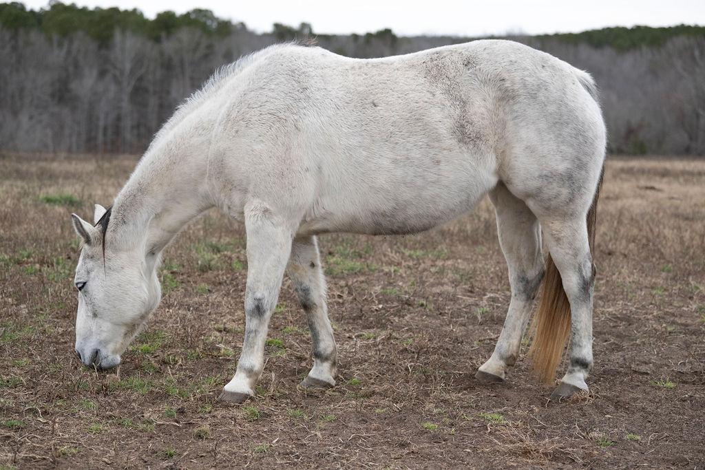 Enlarge Bella, a ADOPTABLE Quarterhorse in Aiken, SC image 3/3