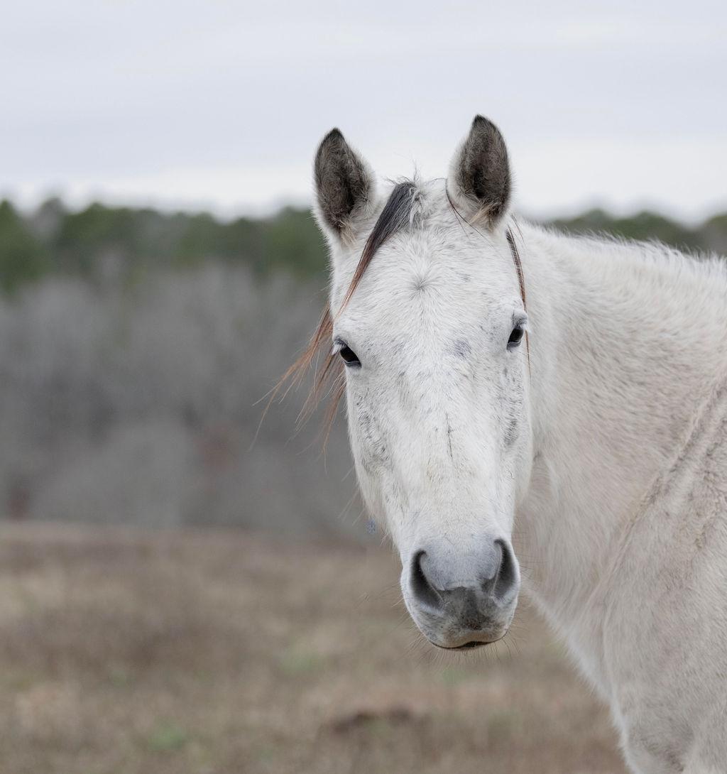 Enlarge Bella, a ADOPTABLE Quarterhorse in Aiken, SC image 1/3