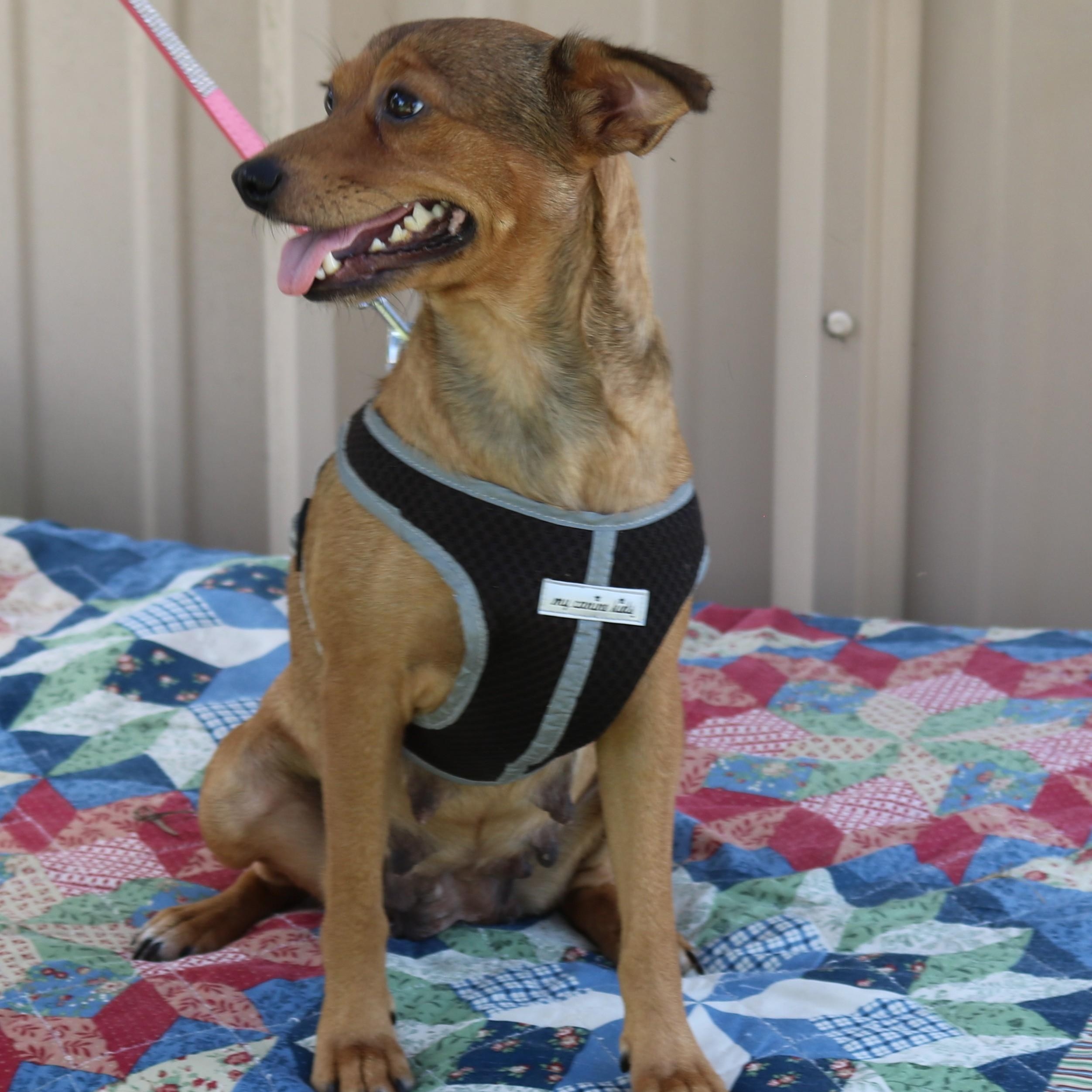 Monica, Adoptable, Adult Female Fox Terrier & Italian Greyhound.
