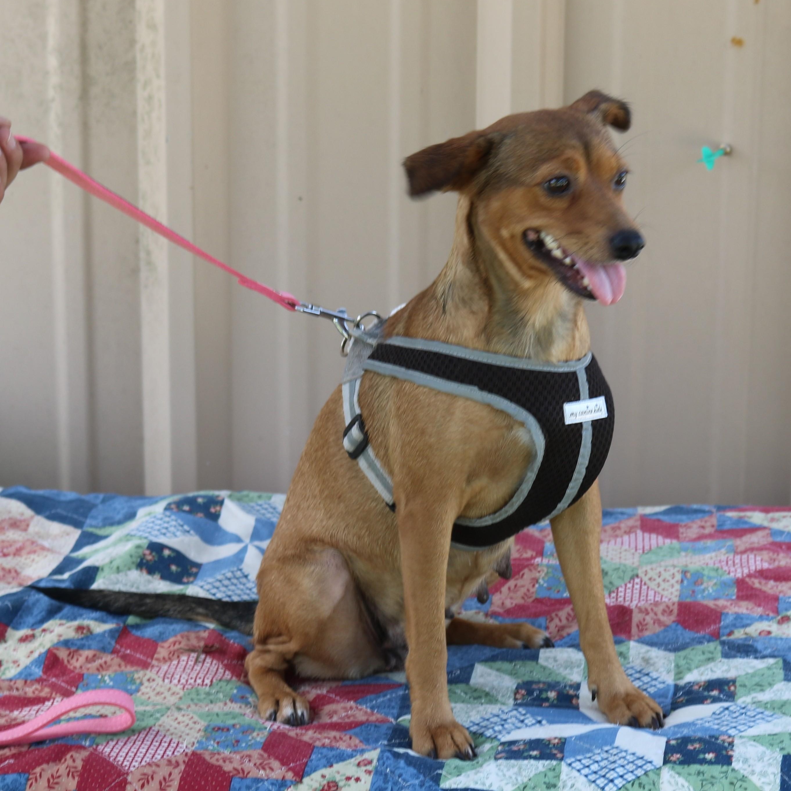 Enlarge Monica, a Adoptable mixed breed in Bandera, TX image 2/4