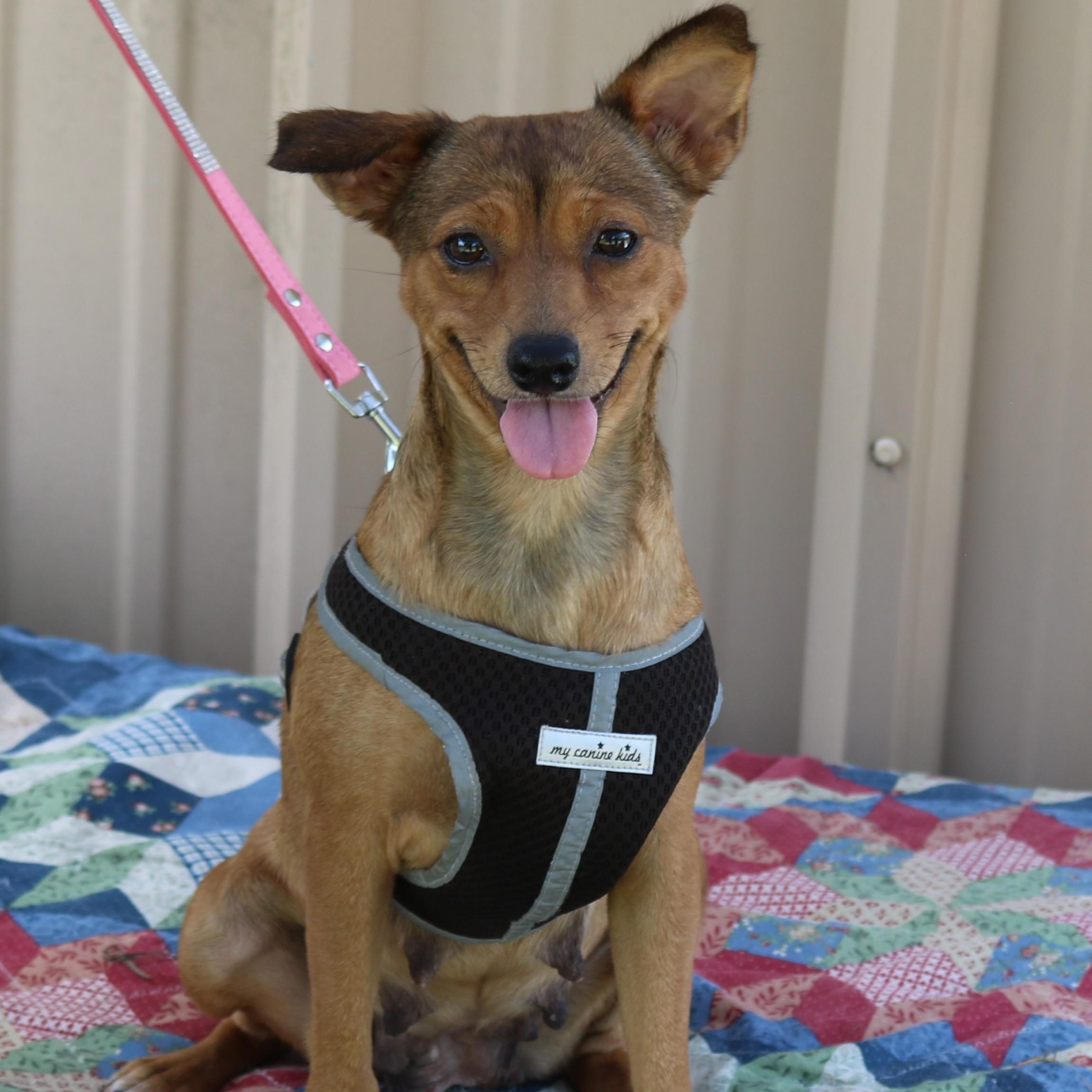 Enlarge Monica, a Adoptable mixed breed in Bandera, TX image 3/4