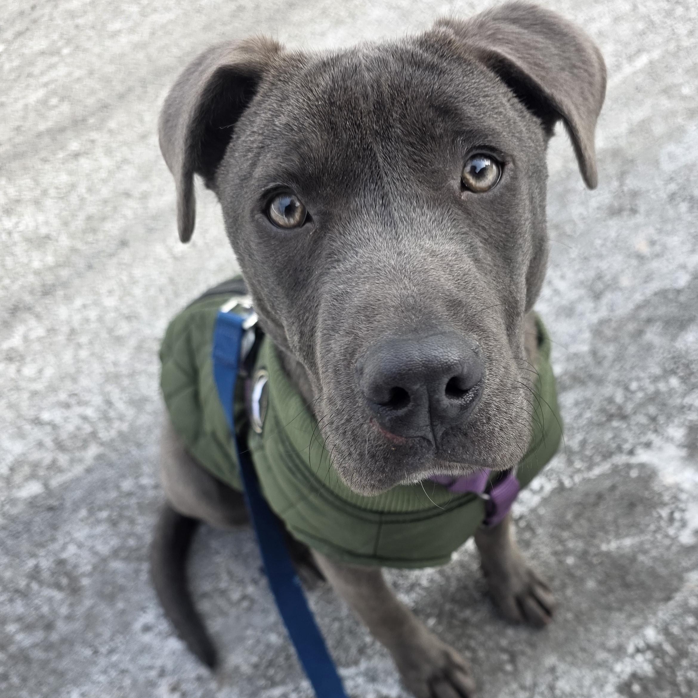 Mira, Adoptable, Puppy Female Labrador Retriever & Pit Bull Terrier.