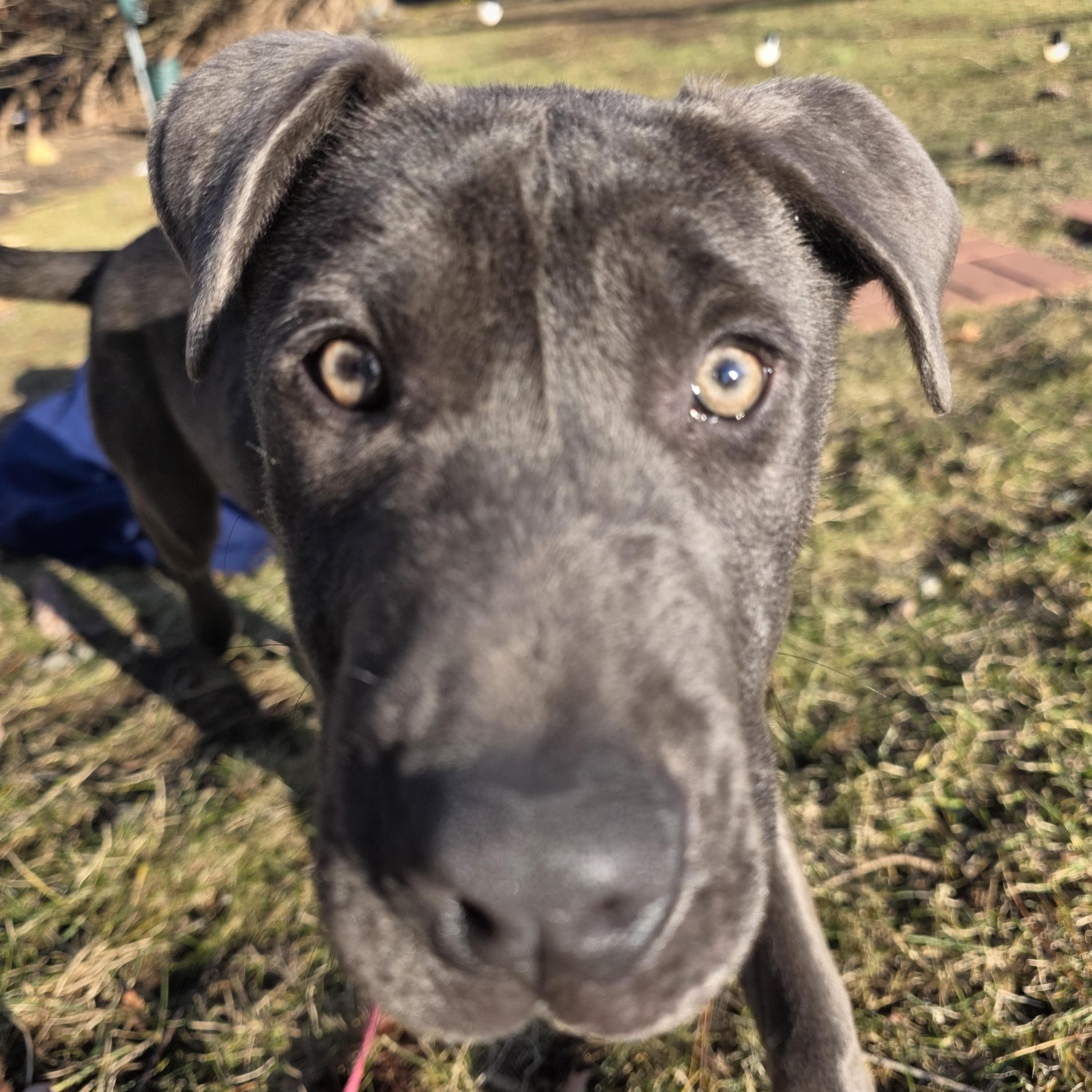 Enlarge Mira, a Adoptable mixed breed in Wayne, NJ image 4/6