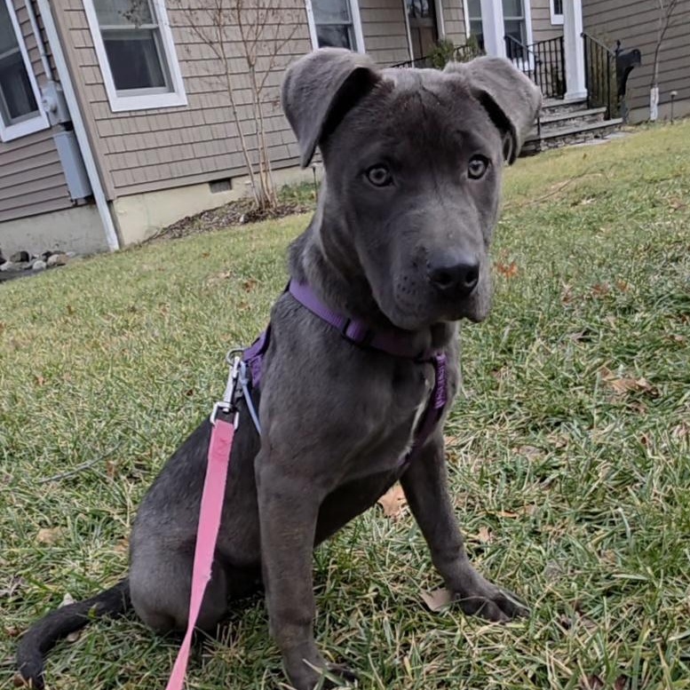 Enlarge Mira, a Adoptable mixed breed in Wayne, NJ image 2/6