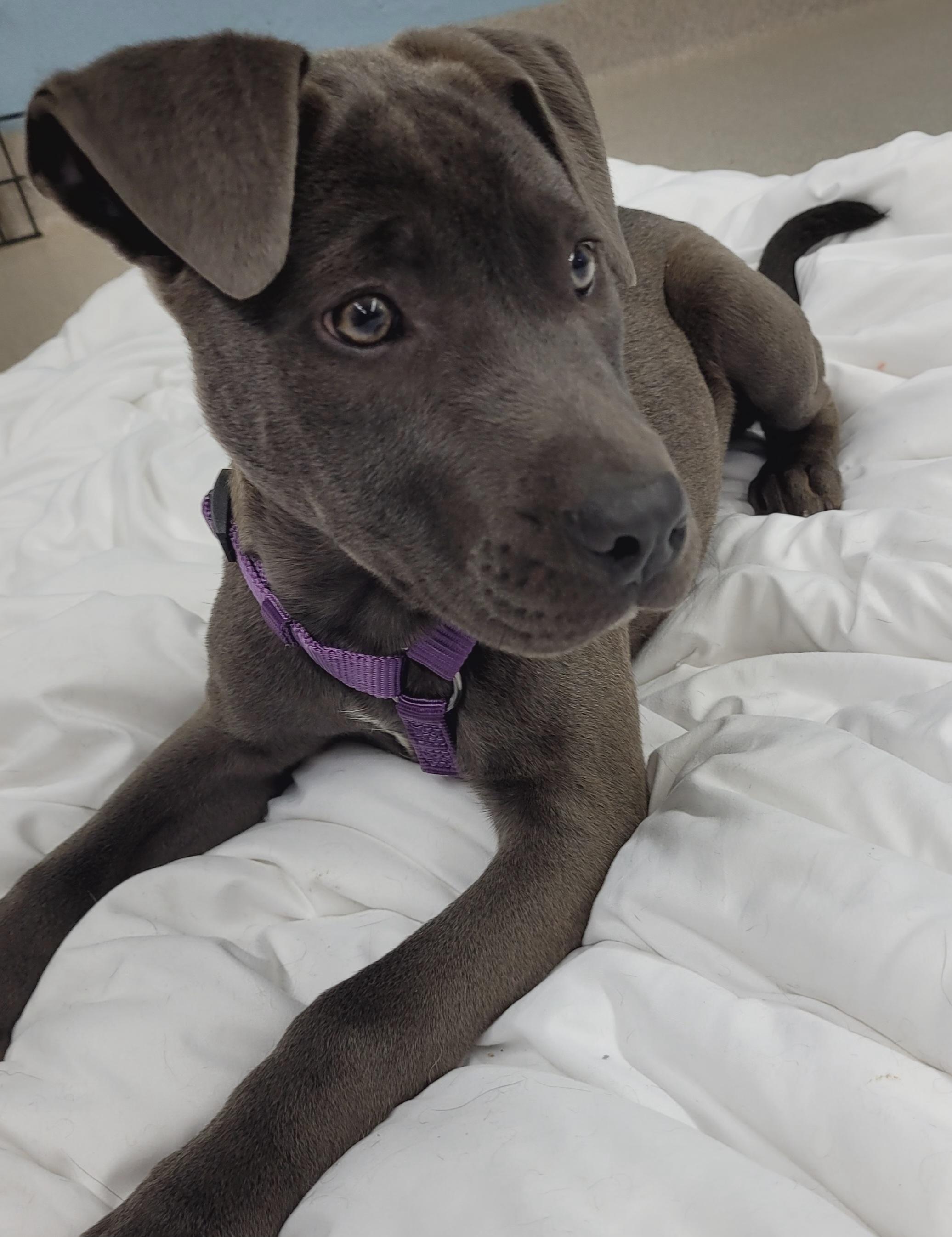 Enlarge Mira, a Adoptable mixed breed in Wayne, NJ image 6/6