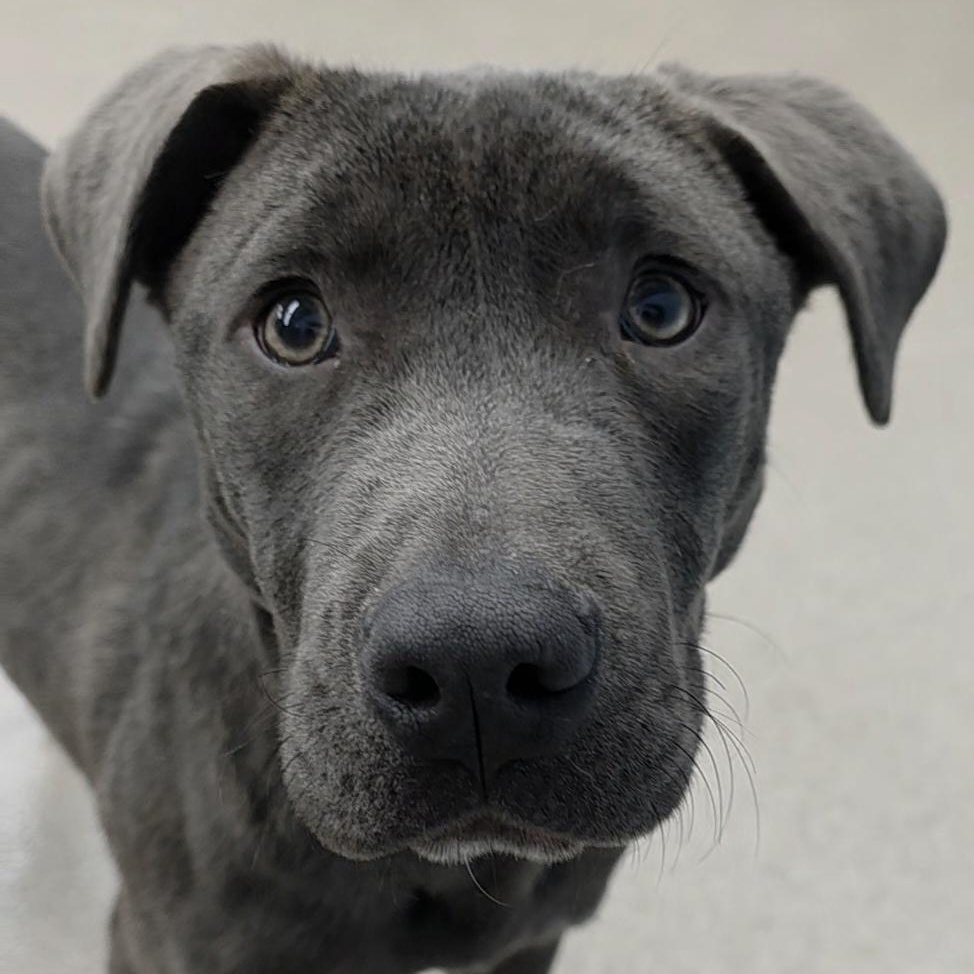 Enlarge Mira, a Adoptable mixed breed in Wayne, NJ image 5/6