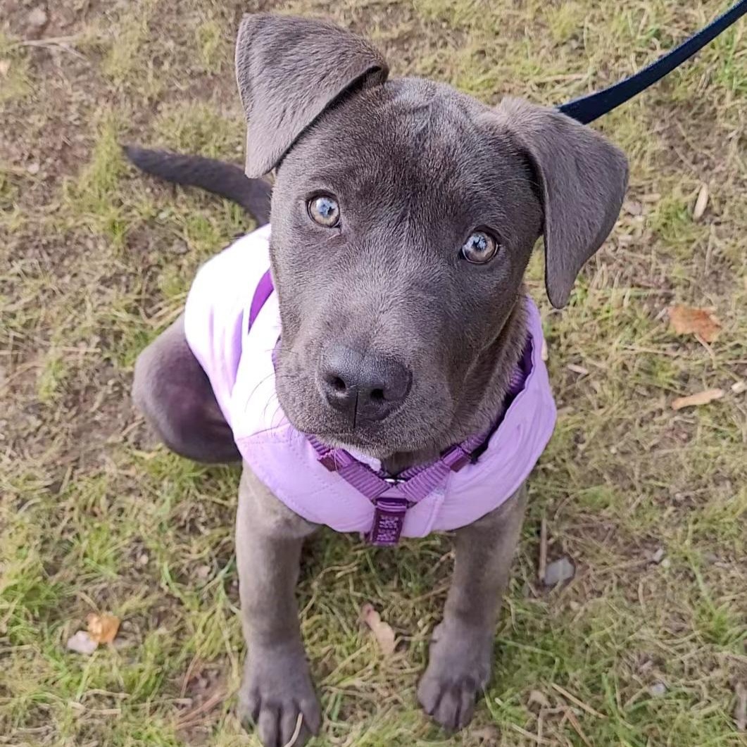 Enlarge Mira, a Adoptable mixed breed in Wayne, NJ image 3/6