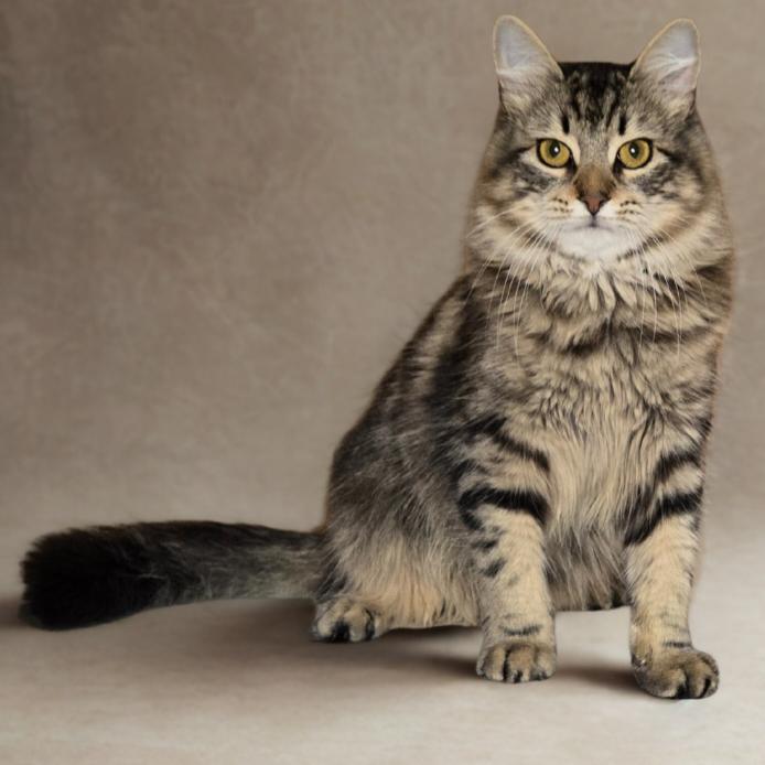 Enlarge Atlas, a Adoptable mixed breed in Tylertown, MS image 1/1