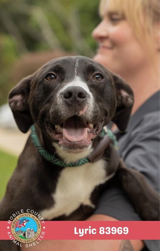 Lyric, Adoptable, Adult Female American Bulldog.