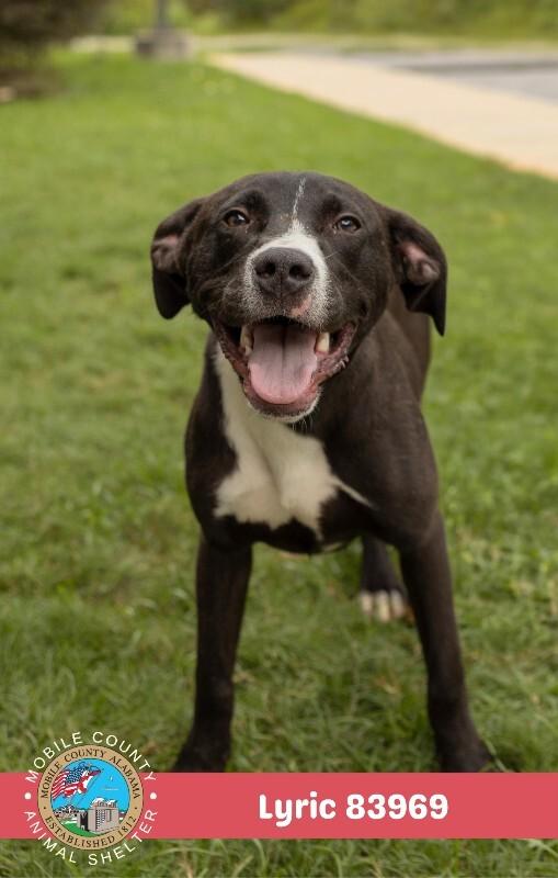 Enlarge Lyric, a Adoptable American Bulldog in Mobile, AL image 2/2