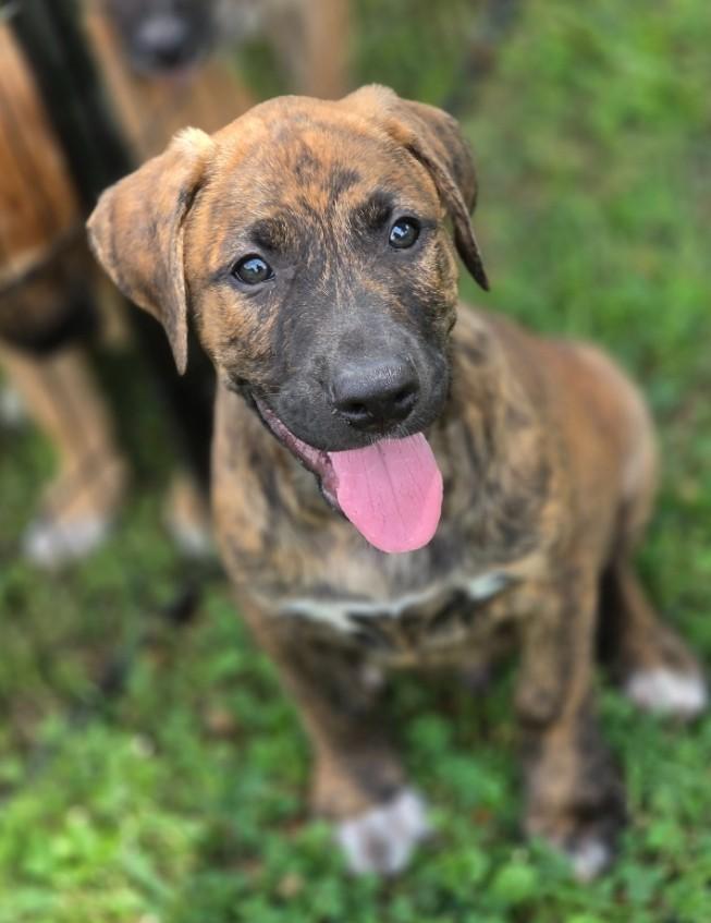 Enlarge Odo, an adopted mixed breed in Enfield , CT image 4/4