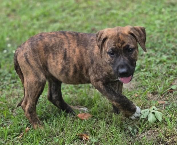 Enlarge Odo, an adopted mixed breed in Enfield , CT image 2/4