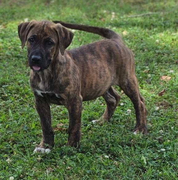 Enlarge Odo, an adopted mixed breed in Enfield , CT image 3/4
