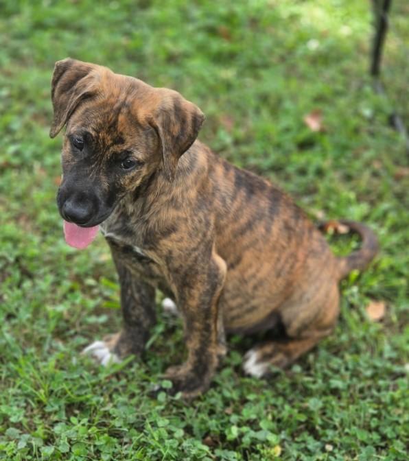 Odo, adopted, Puppy Male Labrador Retriever & Black Mouth Cur.
