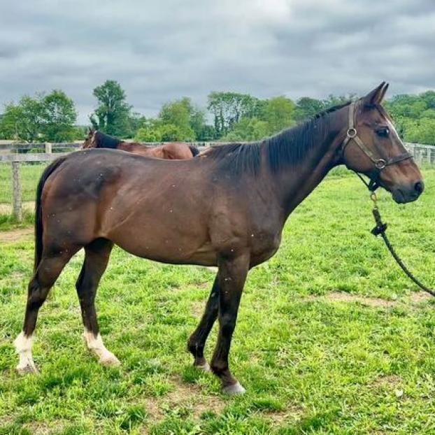 Micah, Adoptable, Senior Male Quarterhorse.