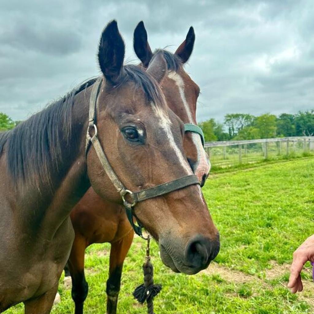 Enlarge Micah, a Adoptable Quarterhorse in Marshall, VA image 2/3
