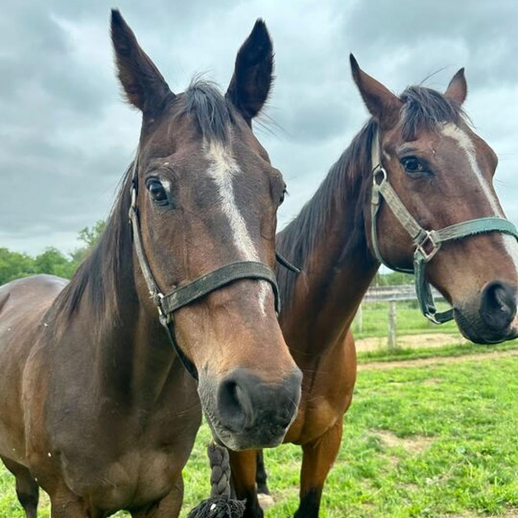 Enlarge Micah, a Adoptable Quarterhorse in Marshall, VA image 3/3
