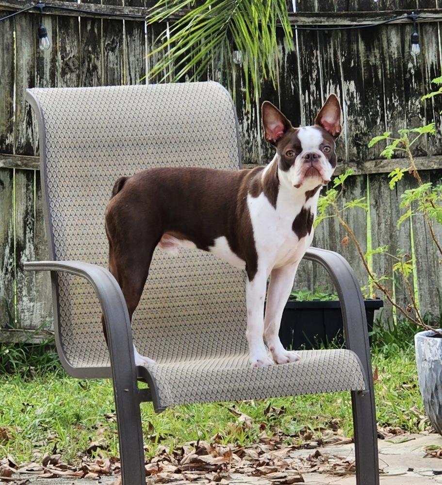 Nitro Hughes -  5005 FL, Adoptable, Adult Male Boston Terrier.