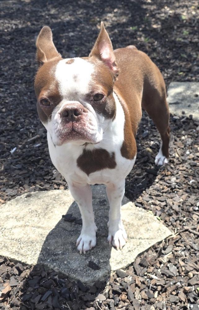 Enlarge Nitro Hughes -  5005 FL, a Adoptable Boston Terrier in Maryville, TN image 2/6