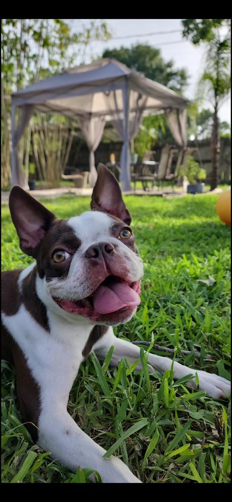 Enlarge Nitro Hughes -  5005 FL, a Adoptable Boston Terrier in Maryville, TN image 3/6