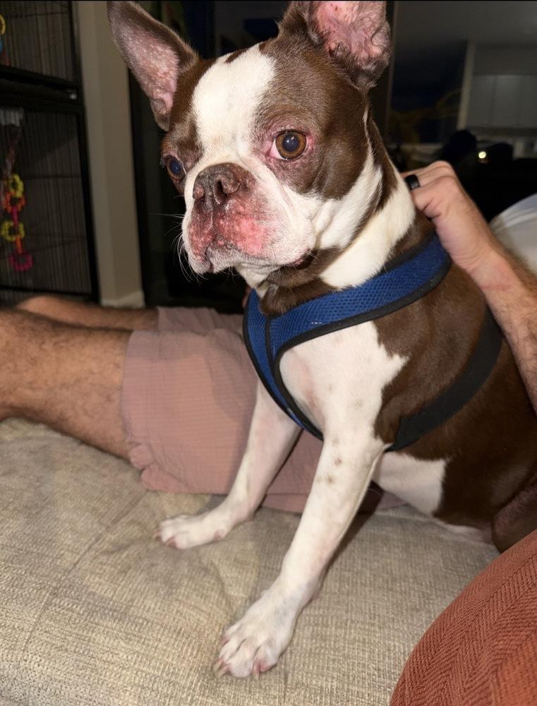 Enlarge Nitro Hughes -  5005 FL, a Adoptable Boston Terrier in Maryville, TN image 4/6