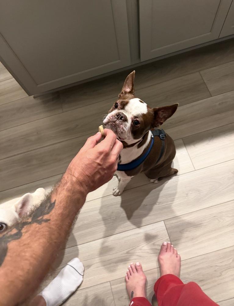 Enlarge Nitro Hughes -  5005 FL, a Adoptable Boston Terrier in Maryville, TN image 5/6