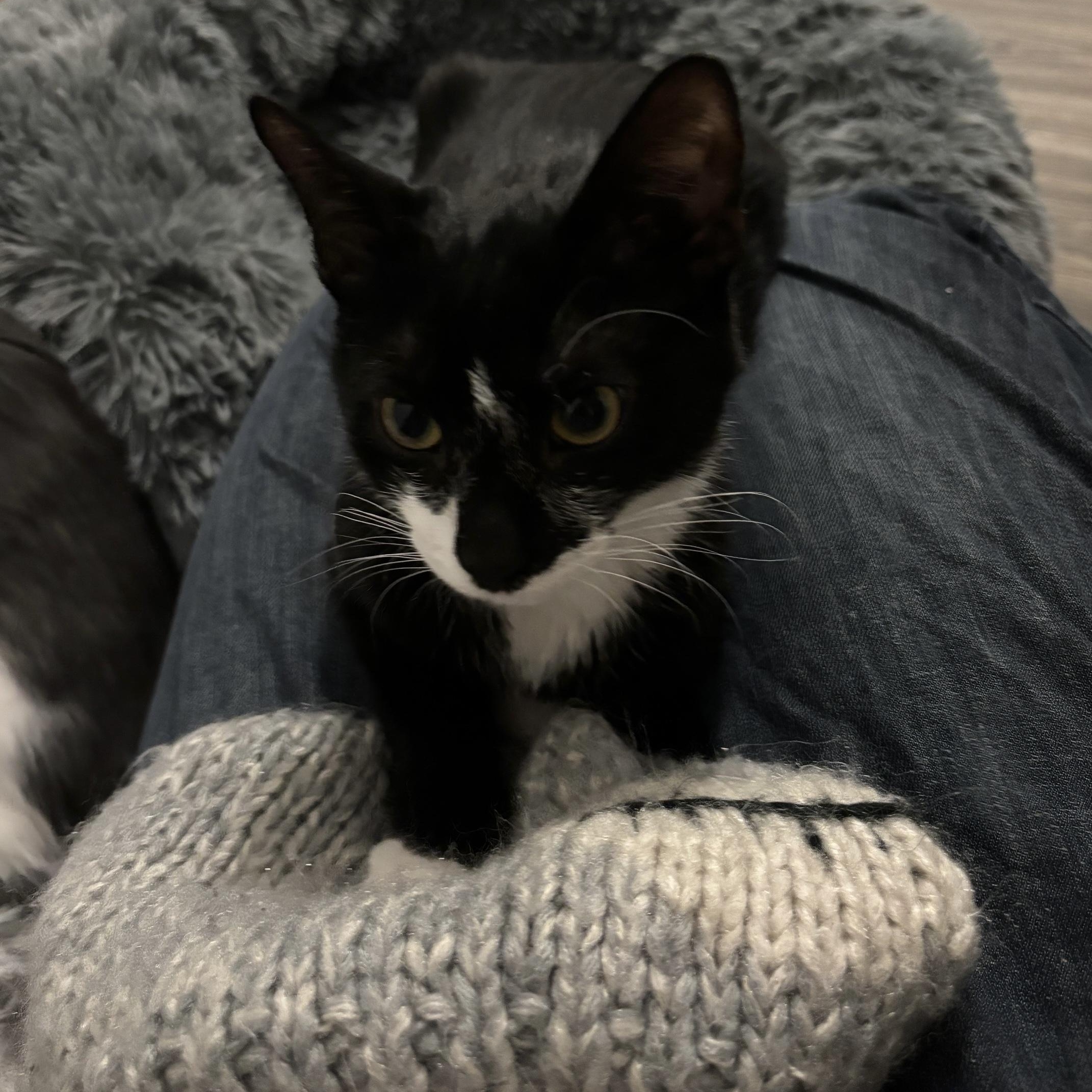 Enlarge Apostrophe , a ADOPTABLE Domestic Short Hair in Colonia, NJ image 4/6