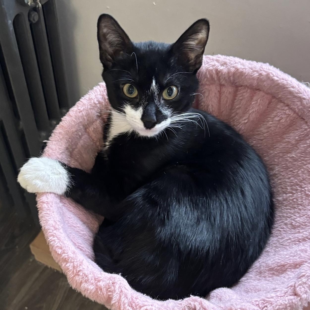 Enlarge Apostrophe , a ADOPTABLE Domestic Short Hair in Colonia, NJ image 2/6