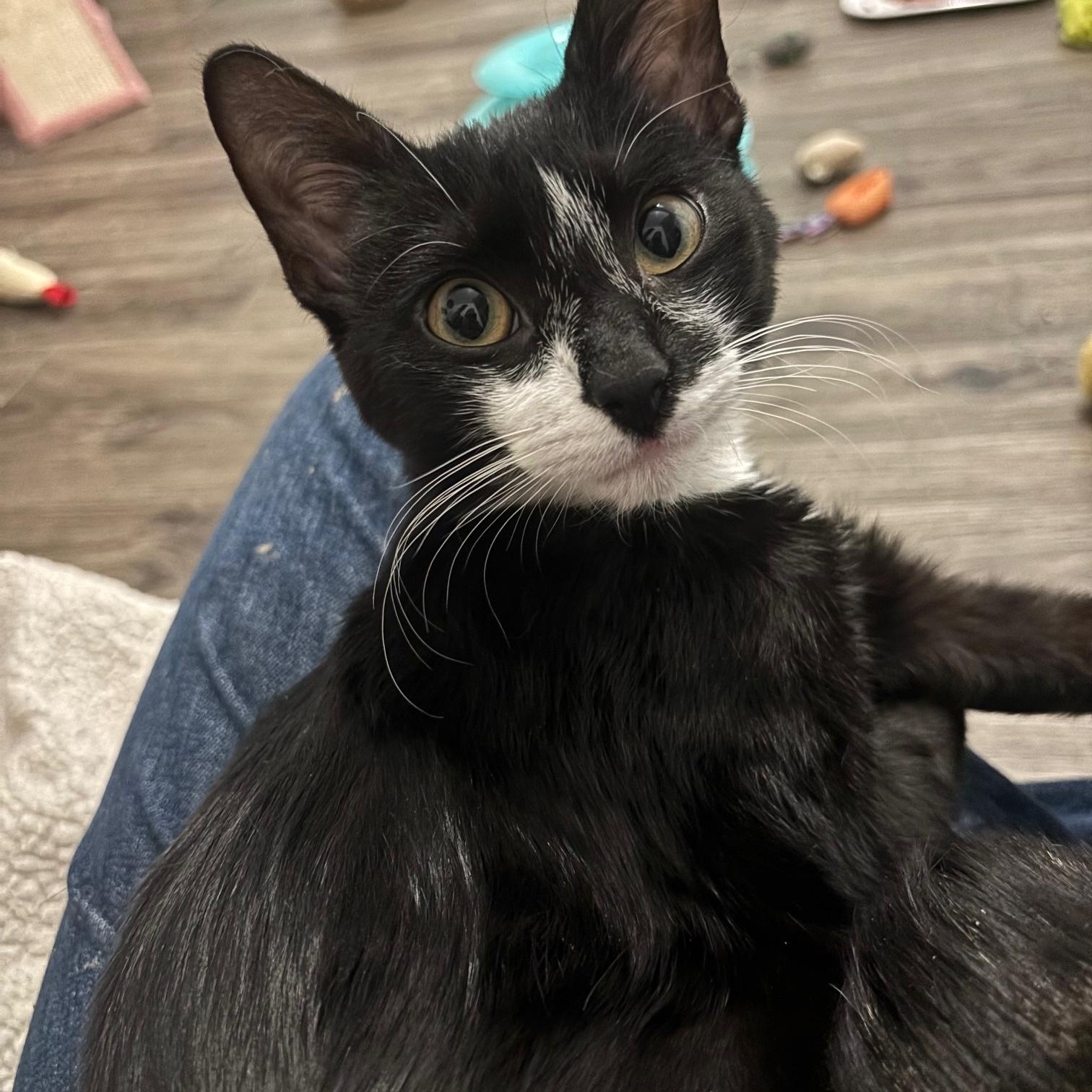 Enlarge Apostrophe , a ADOPTABLE Domestic Short Hair in Colonia, NJ image 3/6